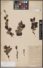 Foto von Salix aurita L.